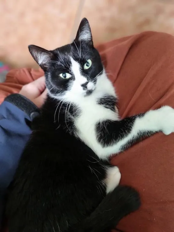 Petsitter de confiance pour rendre visite à un chat à domicile, Lambersart, TALKSITTER