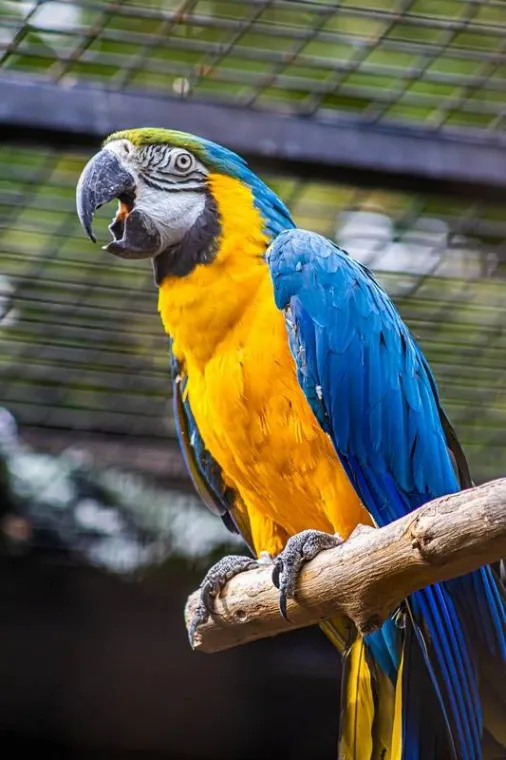 Petsitter pour oiseau et perroquet à Lambersart, Lambersart, TALKSITTER