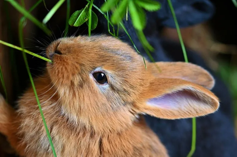 Petsitter pour s'occuper de lapin domestique, Lambersart, TALKSITTER