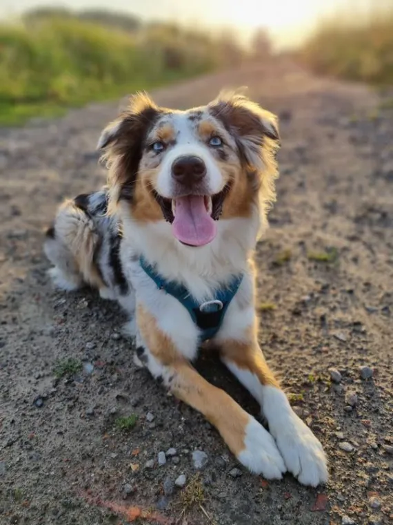 Trouver une petsitter pour faire balader son chien vers Lambersart, Lambersart, TALKSITTER
