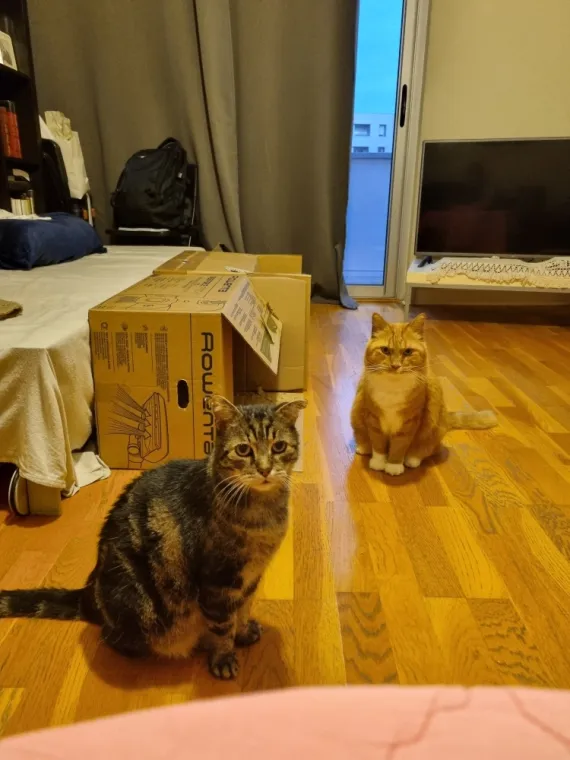 Catsitter à La Madeleine, La Madeleine, TALKSITTER
