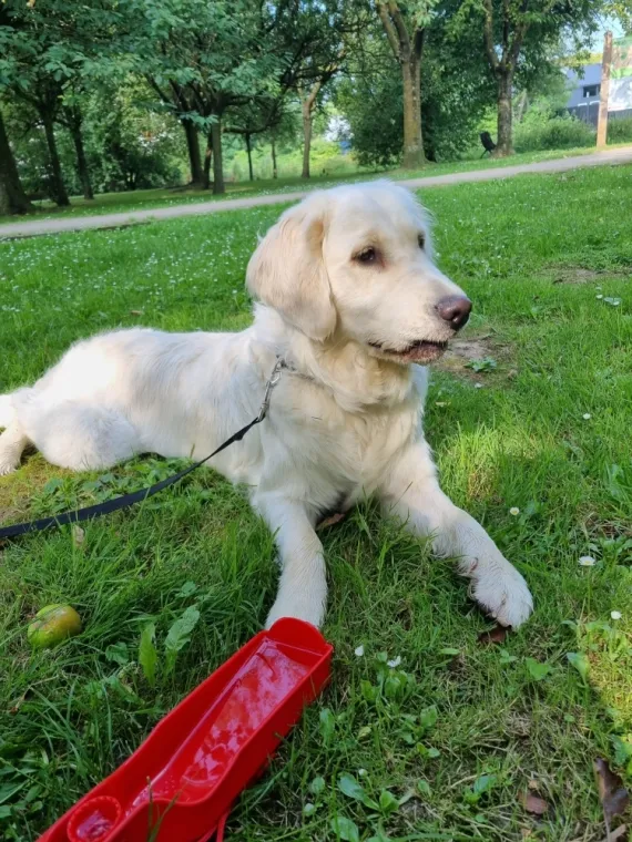 Ully, Golden Retriever